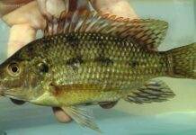 poisson Oreochromis karomo