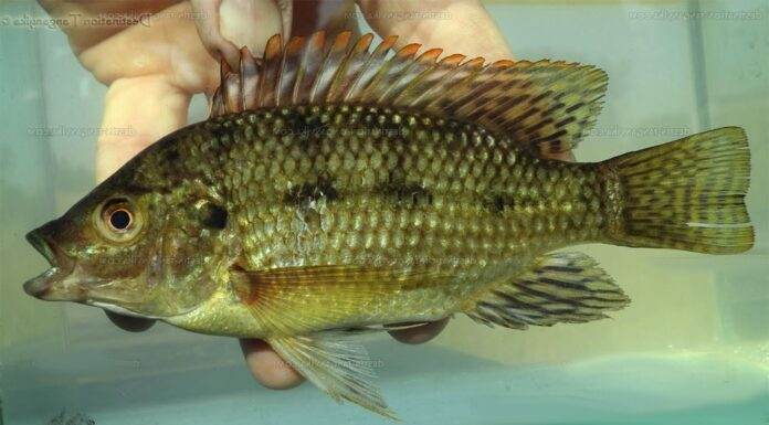 poisson Oreochromis karomo