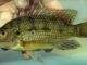 Fiche du poisson Oreochromis karomo poisson Oreochromis karomo