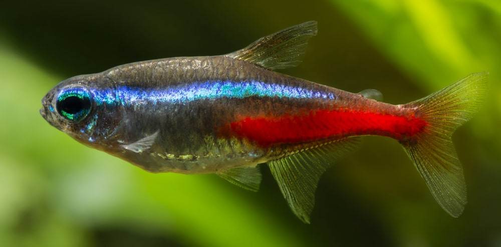 poisson Paracheirodon simulans