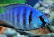 Fiche du poisson Placidochromis electra poisson Placidochromis electra