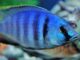Fiche du poisson Placidochromis electra poisson Placidochromis electra