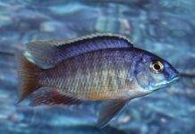 poisson Protomelas fenestratus