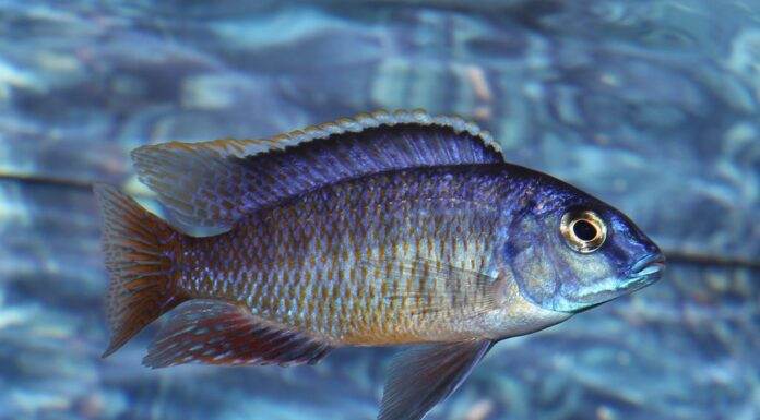 poisson Protomelas fenestratus
