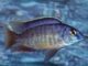 Fiche du poisson Protomelas fenestratus poisson Protomelas fenestratus