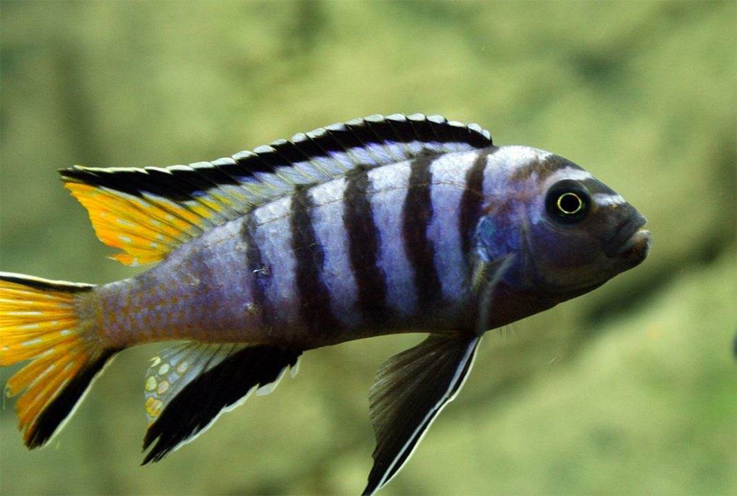 poisson Pseudotropheus elongatus poisson Pseudotropheus elongatus