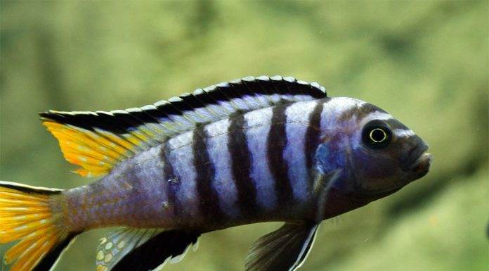 poisson Pseudotropheus elongatus