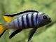 Fiche du poisson Pseudotropheus elongatus poisson Pseudotropheus elongatus