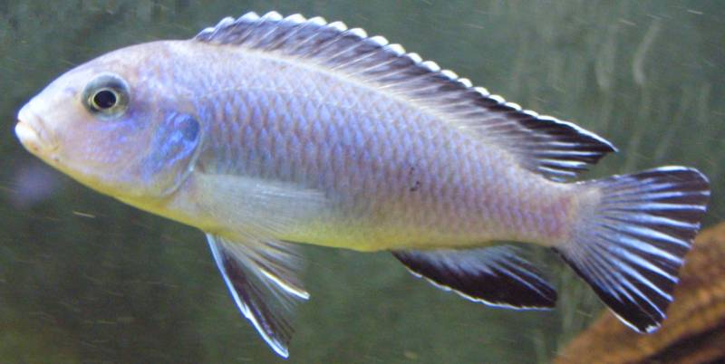 poisson Pseudotropheus socolofi
