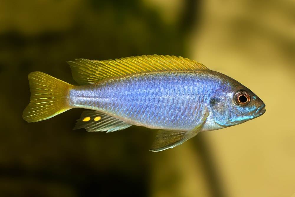 poisson Pseudotropheus sp. acei