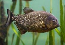 poisson Pygocentrus nattereri