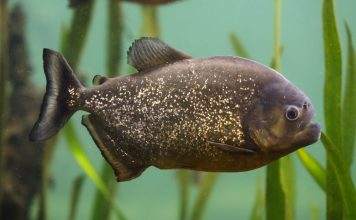 poisson Pygocentrus nattereri