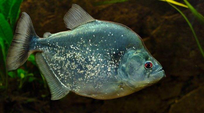 poisson Serrasalmus geryi