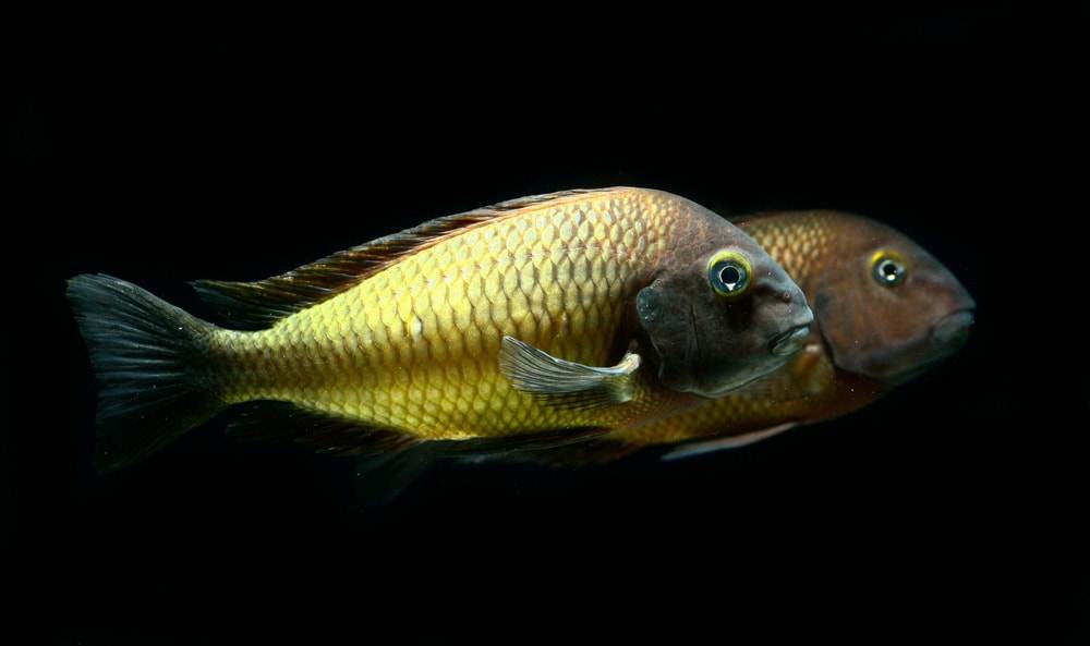 poisson Tropheus moorii