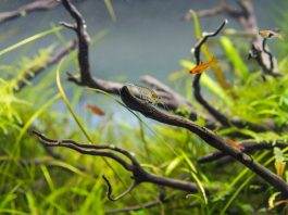le permanganate de potassium dans l’aquarium