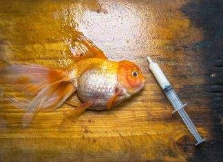 Comment éviter les maladies chez les poissons d'aquarium