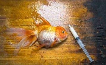 Comment éviter les maladies chez les poissons d’aquarium Comment éviter les maladies chez les poissons d'aquarium