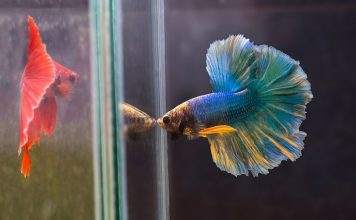 Les différents formes et couleurs de poissons Combattants Les différents formes et couleurs de poissons Combattants