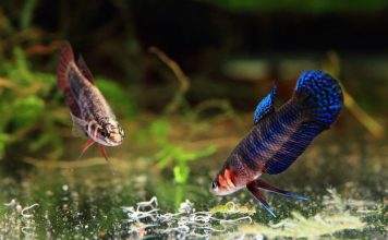 L’élevage de vers grindal pour nourrir les poissons Nourriture vivante poisson vers grindal