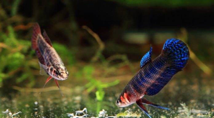 Nourriture vivante poisson vers grindal