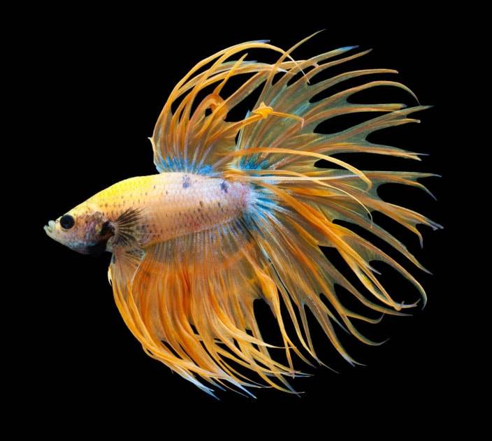 betta splendens Betta Crowntail - queue de couronne