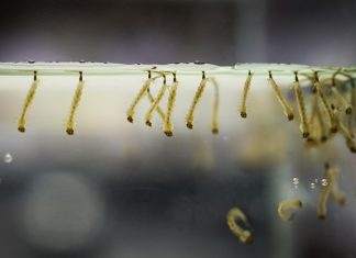 nourriture vivante larve de moustique pour poisson