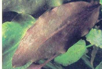 Algues brunes ou marrons (Bacillariophyceae)