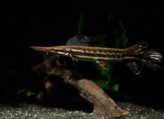 Fiche du poisson Atractosteus tropicus Atractosteus tropicus