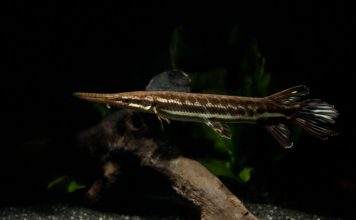Fiche du poisson Atractosteus tropicus Atractosteus tropicus