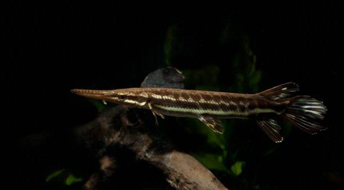 Atractosteus tropicus