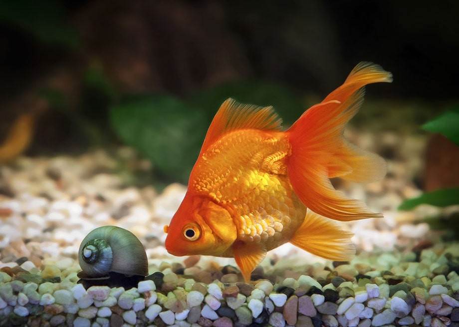 Comment faire pour garder un poisson rouge en vie