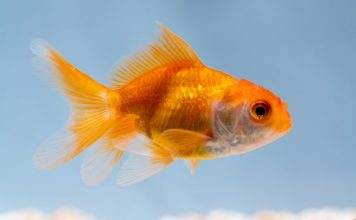 Comment maintenir le poisson rouge ? Comment maintenir le poisson rouge