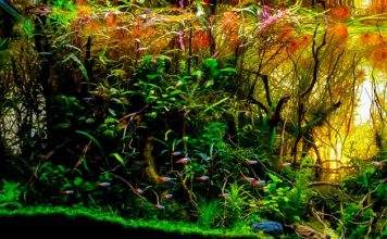 Doser engrais liquides et conditionneurs d’eau Doser engrais liquides et conditionneurs d'eau