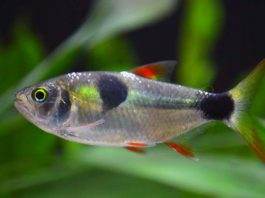 Exodon paradoxus
