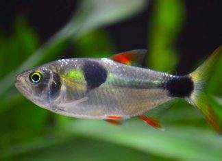 Exodon paradoxus