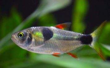 Exodon paradoxus