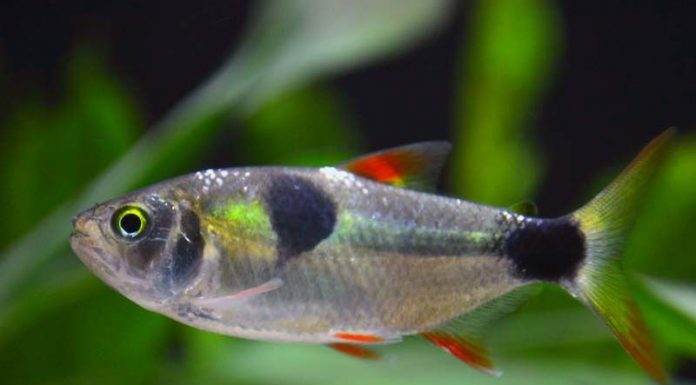 Exodon paradoxus