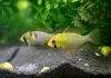 La maintenance des poisson Apistogramma