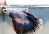 La maintenance d'un betta splendens