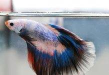 La maintenance d'un betta splendens