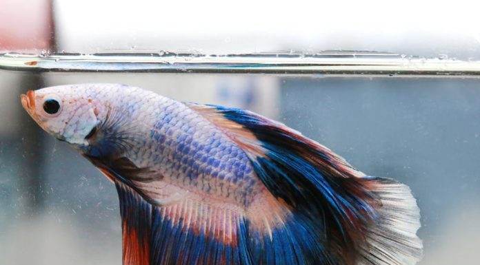 La maintenance d'un betta splendens