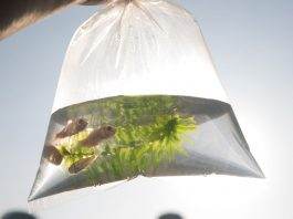 Le transport des poissons vivants