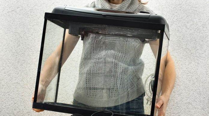L'installation d'un aquarium