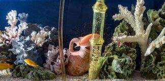 Préparer son aquarium pour les vacances