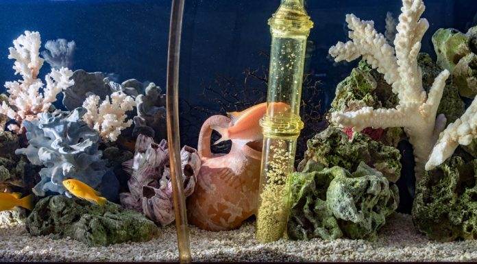 Préparer son aquarium pour les vacances