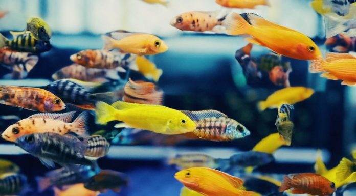 Quels poissons dans quel litrage