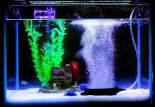 aquarium bulleur la nuit