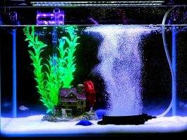 aquarium bulleur la nuit
