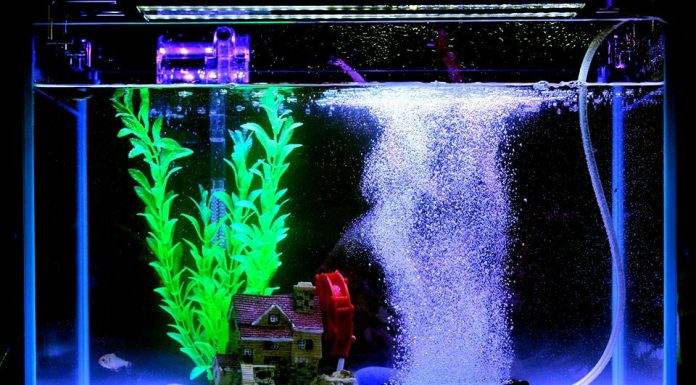 aquarium bulleur la nuit