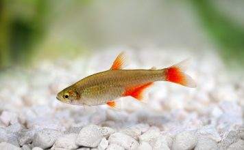 Fiche du poisson Aphyocharax anisitsi characidé à nageoires rouges